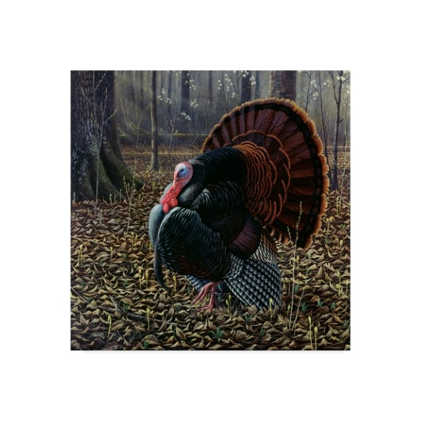Trademark Fine Art Wilhelm Goebel 'The King Of Spring Wild Turkey' Canvas Art, 35x35 - ALI33845-C3535GG