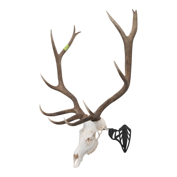 Allen Co EZ Mount Magnum Skull Hanger, Black - 7223
