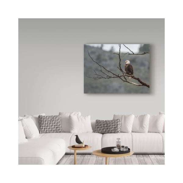 Trademark Fine Art Galloimages Online 'Bald Eagle Perched' Canvas Art, 35x47 - ALI34887-C3547GG