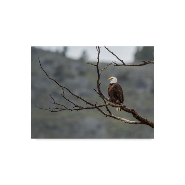 Trademark Fine Art Galloimages Online 'Bald Eagle Perched' Canvas Art, 35x47 - ALI34887-C3547GG