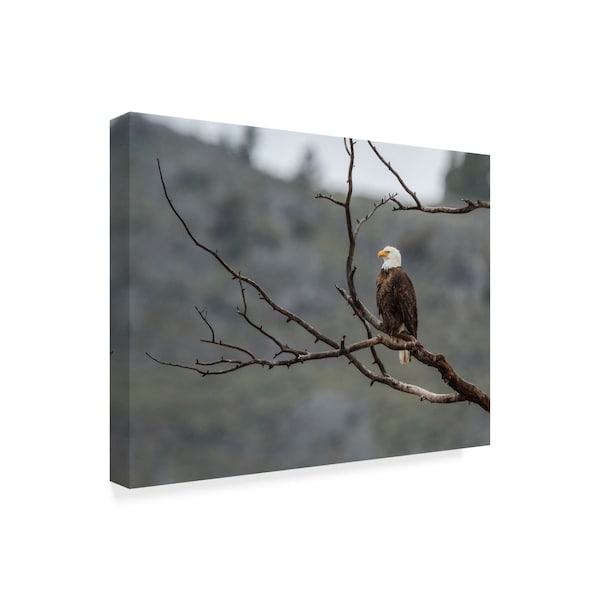 Trademark Fine Art Galloimages Online 'Bald Eagle Perched' Canvas Art, 35x47 - ALI34887-C3547GG