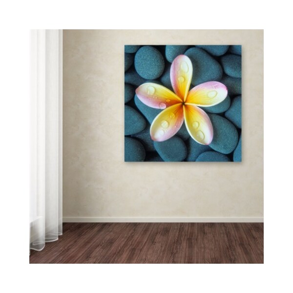 Trademark Fine Art David Evans 'Plumeria & Pebbles 4' Canvas Art, 14x14 - DE0114-C1414GG