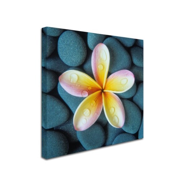 Trademark Fine Art David Evans 'Plumeria & Pebbles 4' Canvas Art, 14x14 - DE0114-C1414GG