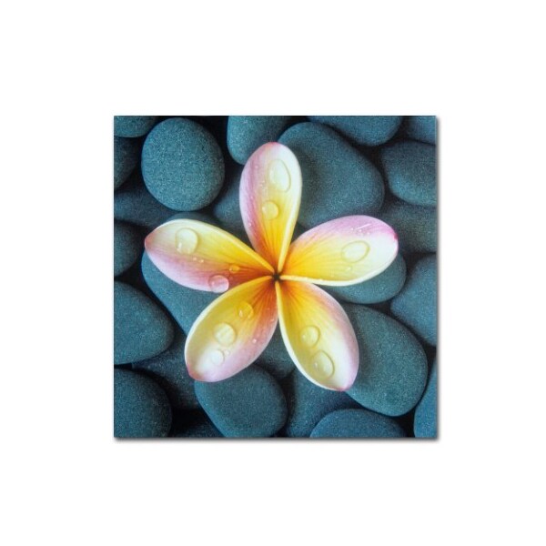 Trademark Fine Art David Evans 'Plumeria & Pebbles 4' Canvas Art, 14x14 - DE0114-C1414GG