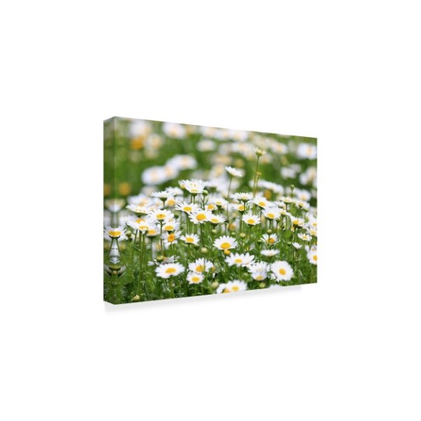 Trademark Fine Art Beata Czyzowska Young 'Field of daisies' Canvas Art, 12x19 - BC00471-C1219GG