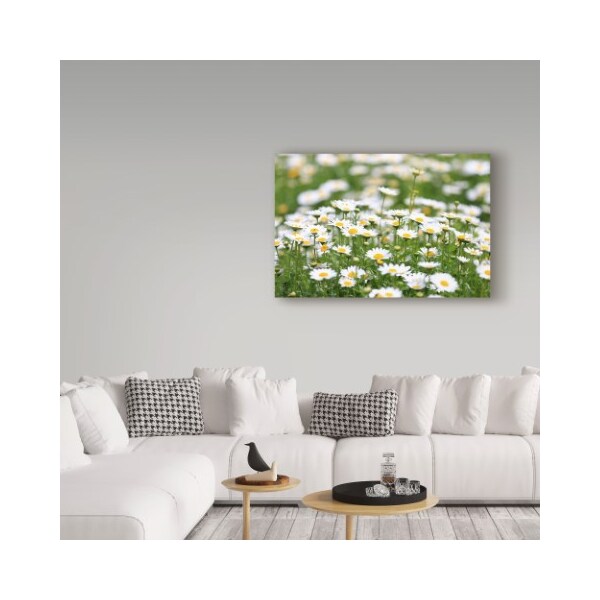 Trademark Fine Art Beata Czyzowska Young 'Field of daisies' Canvas Art, 12x19 - BC00471-C1219GG