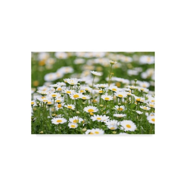 Trademark Fine Art Beata Czyzowska Young 'Field of daisies' Canvas Art, 12x19 - BC00471-C1219GG