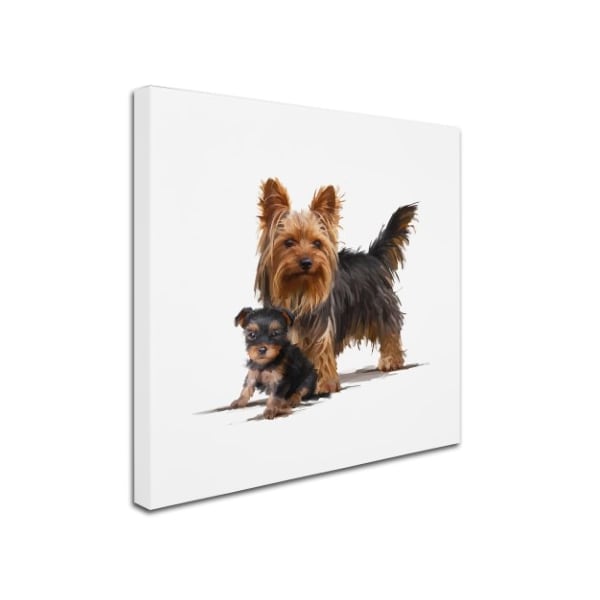 Trademark Fine Art The Macneil Studio 'Yorky' Canvas Art, 14x14 - ALI9007-C1414GG