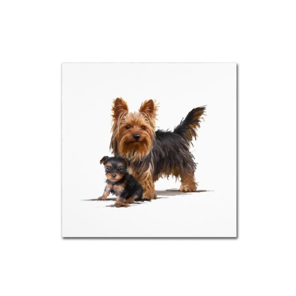 Trademark Fine Art The Macneil Studio 'Yorky' Canvas Art, 14x14 - ALI9007-C1414GG