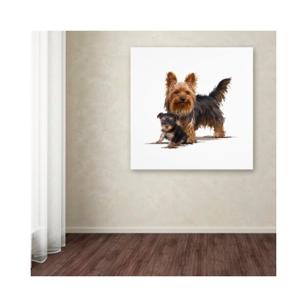 Trademark Fine Art The Macneil Studio 'Yorky' Canvas Art, 14x14 - ALI9007-C1414GG