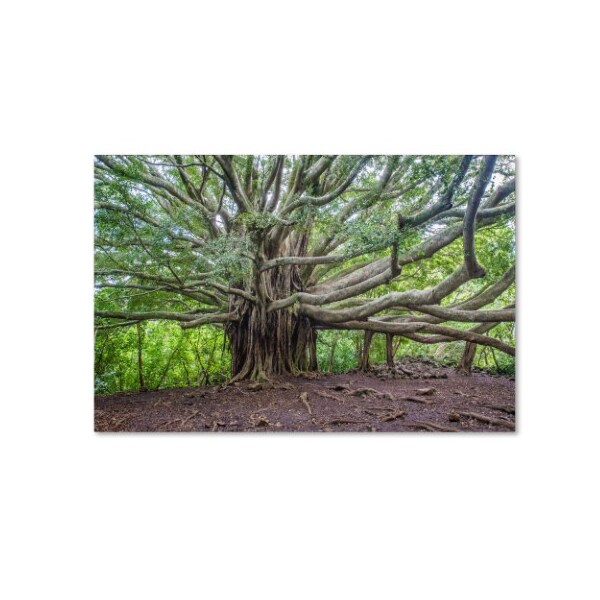 Trademark Fine Art Pierre Leclerc 'Banyan' Canvas Art, 30x47 - PL0090-C3047GG