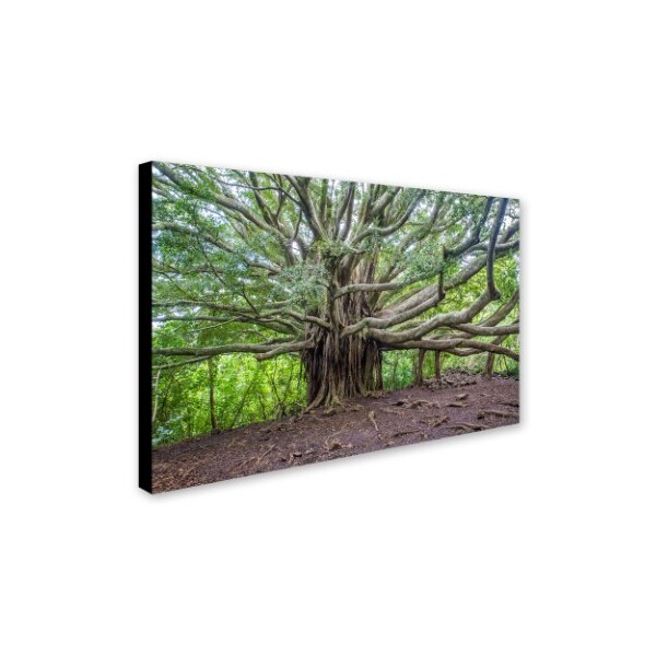 Trademark Fine Art Pierre Leclerc 'Banyan' Canvas Art, 30x47 - PL0090-C3047GG