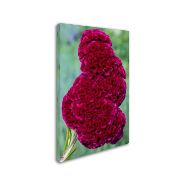 Trademark Fine Art Kurt Shaffer 'Coxcomb Flower' Canvas Art, 12x19 - KS01030-C1219GG