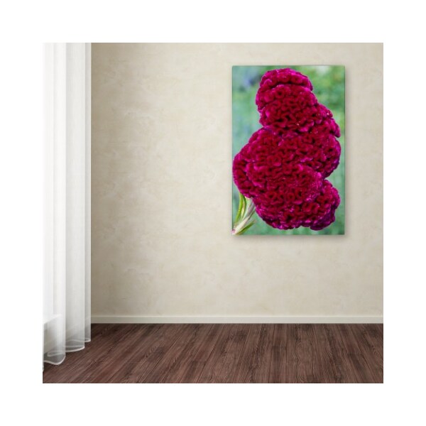 Trademark Fine Art Kurt Shaffer 'Coxcomb Flower' Canvas Art, 12x19 - KS01030-C1219GG