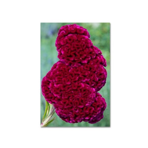 Trademark Fine Art Kurt Shaffer 'Coxcomb Flower' Canvas Art, 12x19 - KS01030-C1219GG