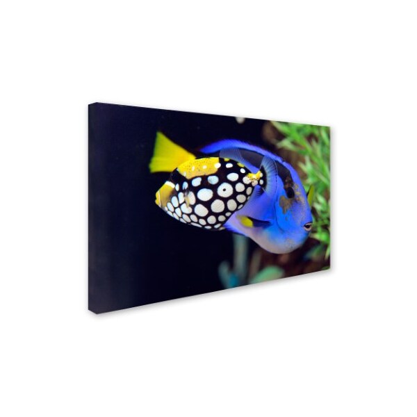 Trademark Fine Art Kurt Shaffer 'Colorful Tropical Fish' Canvas Art, 30x47 - KS130-C3047GG
