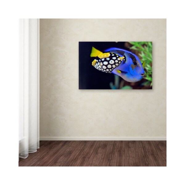 Trademark Fine Art Kurt Shaffer 'Colorful Tropical Fish' Canvas Art, 30x47 - KS130-C3047GG