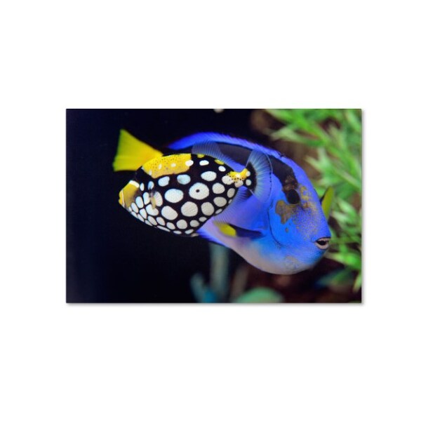 Trademark Fine Art Kurt Shaffer 'Colorful Tropical Fish' Canvas Art, 30x47 - KS130-C3047GG