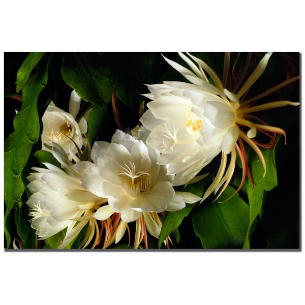 Trademark Fine Art Kurt Shaffer 'Night Blooming Cereus' Canvas Art, 16x24 - KS060-C1624GG