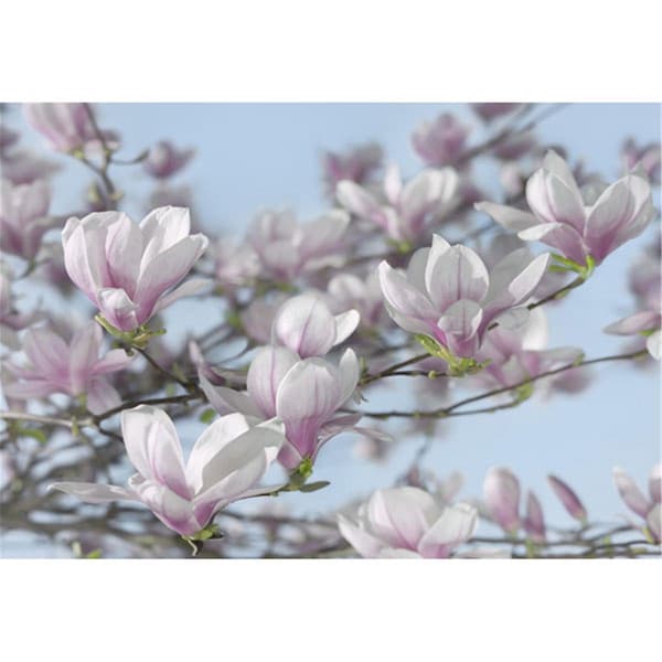 Brewster Home Fashions Magnolia Wall Mural 100 in - 8738