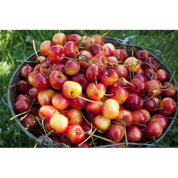 Thinkandplay A Bucket of Ripe Ranier Cherries Are Freshly Picked in The Okanagan - British Columbia Canada Poster Print; 19 x 12 - TH873155