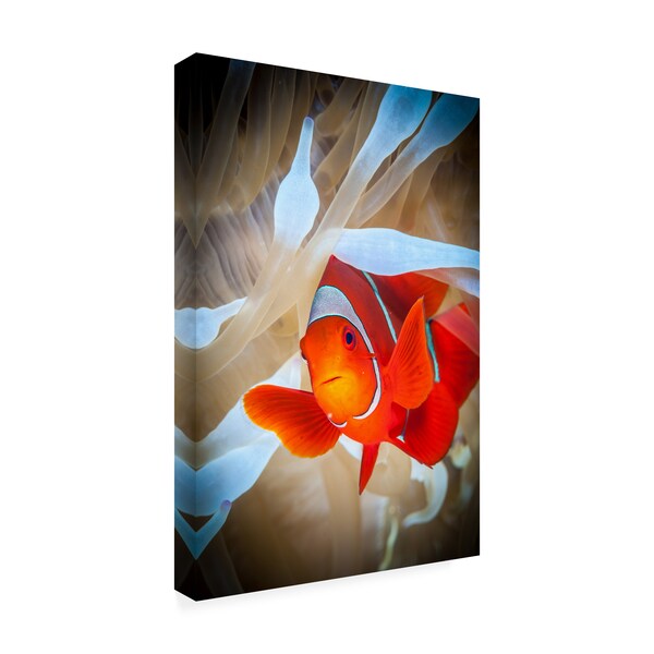 Trademark Fine Art Jan Abadschieff 'Clownfish Defends His White Anemone' Canvas Art, 22x32 - 1X08938-C2232GG