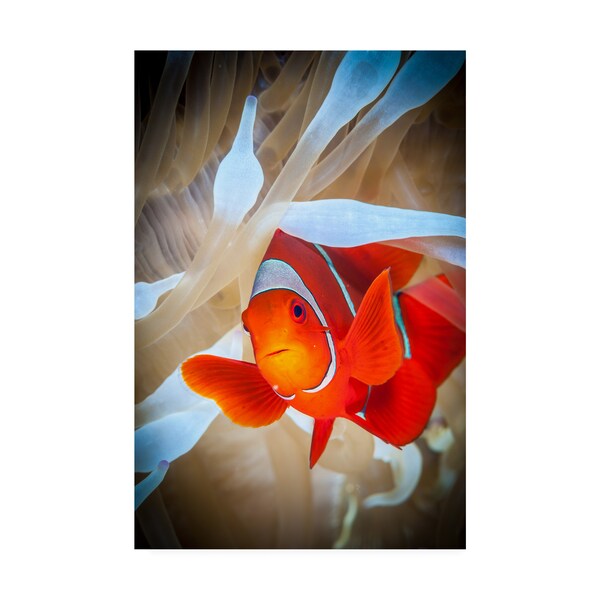 Trademark Fine Art Jan Abadschieff 'Clownfish Defends His White Anemone' Canvas Art, 22x32 - 1X08938-C2232GG