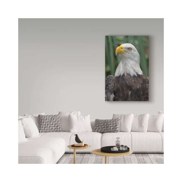 Trademark Fine Art Robert Michaud 'Eagle' Canvas Art, 22x32 - ALI23576-C2232GG