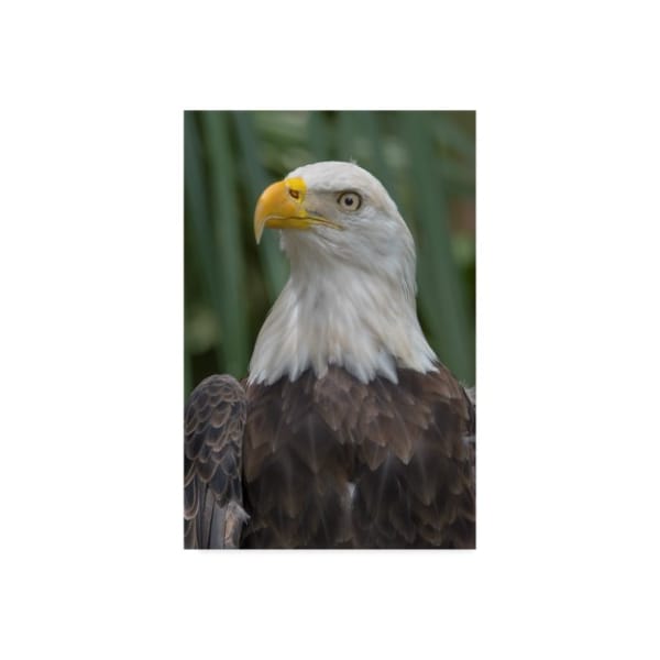 Trademark Fine Art Robert Michaud 'Eagle' Canvas Art, 22x32 - ALI23576-C2232GG