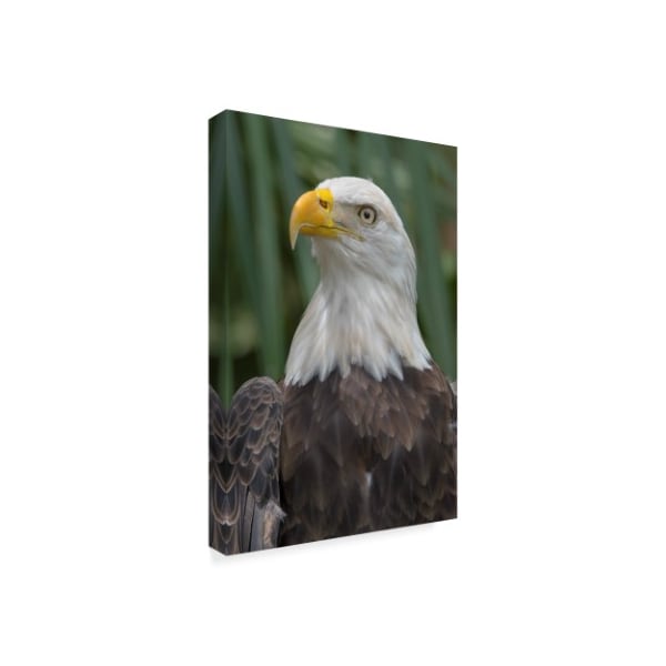 Trademark Fine Art Robert Michaud 'Eagle' Canvas Art, 22x32 - ALI23576-C2232GG