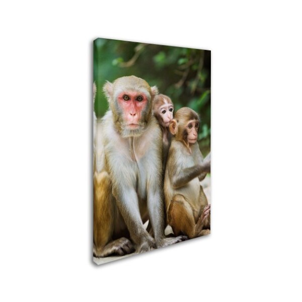 Trademark Fine Art Robert Harding Picture Library 'Monkey 2' Canvas Art, 22x32 - ALI18975-C2232GG