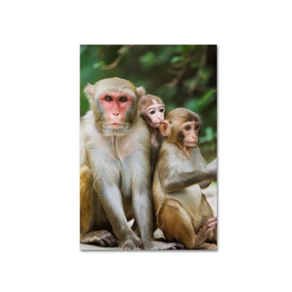 Trademark Fine Art Robert Harding Picture Library 'Monkey 2' Canvas Art, 22x32 - ALI18975-C2232GG