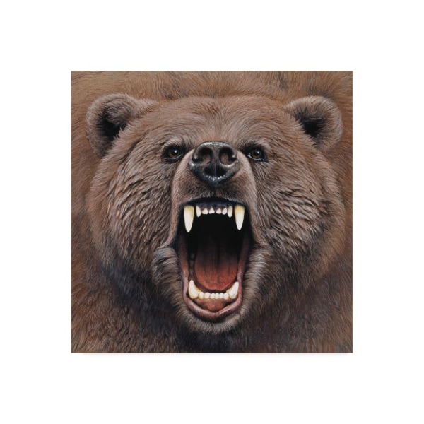 Trademark Fine Art Harro Maass 'Bear Portrait' Canvas Art, 14x14 - ALI35573-C1414GG