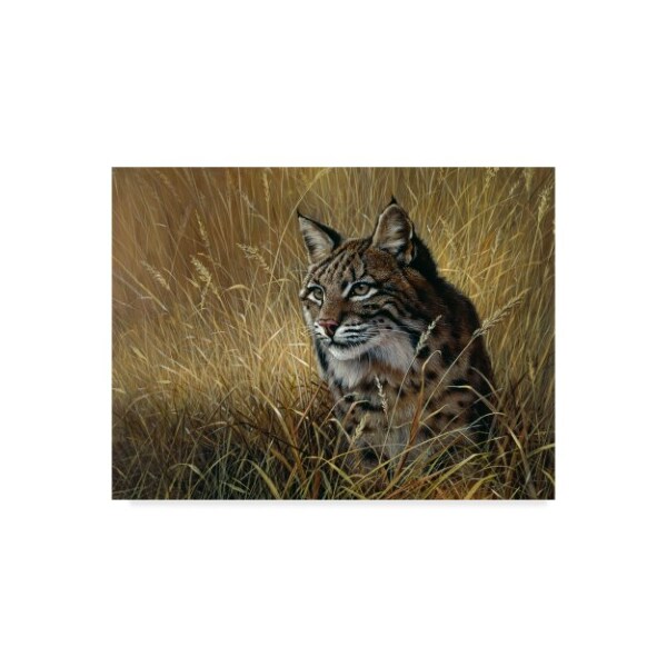 Trademark Fine Art Harro Maass 'Bobcat In Grass' Canvas Art, 24x32 - ALI35549-C2432GG