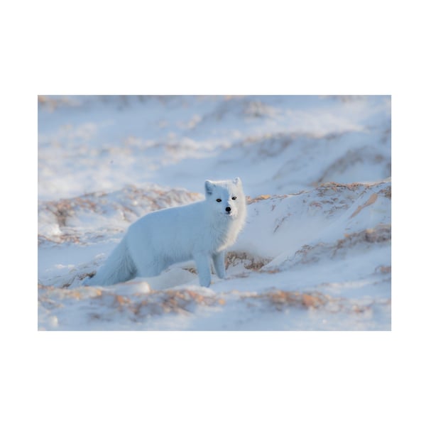 Trademark Fine Art Jie Fischer 'Arctic Fox 1' Canvas Art, 22x32 - 1X13684-C2232GG