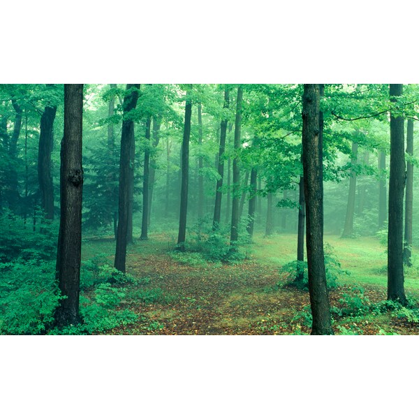 Biggies Scenes Window Well Scenes-Path, 100 in wide x 60 in high - BG-WW-PTH-100