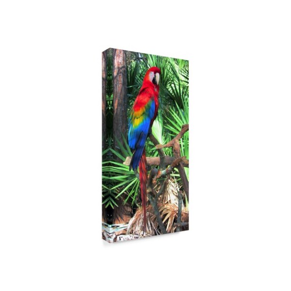 Trademark Fine Art Robert Michaud 'Macaw' Canvas Art, 24x47 - ALI23567-C2447GG