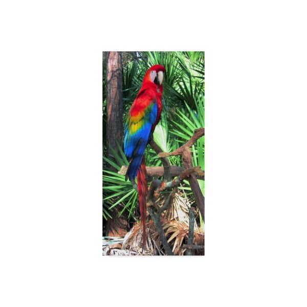 Trademark Fine Art Robert Michaud 'Macaw' Canvas Art, 24x47 - ALI23567-C2447GG