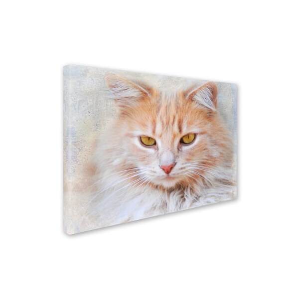 Trademark Fine Art Jai Johnson 'Orange Tabby Cat Portrait' Canvas Art, 18x24 - ALI13905-C1824GG