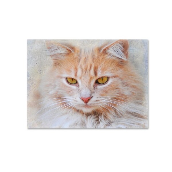 Trademark Fine Art Jai Johnson 'Orange Tabby Cat Portrait' Canvas Art, 18x24 - ALI13905-C1824GG
