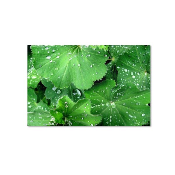 Trademark Fine Art Kathie McCurdy 'Water Droplets' Canvas Art, 30x47 - KM0113-C3047GG