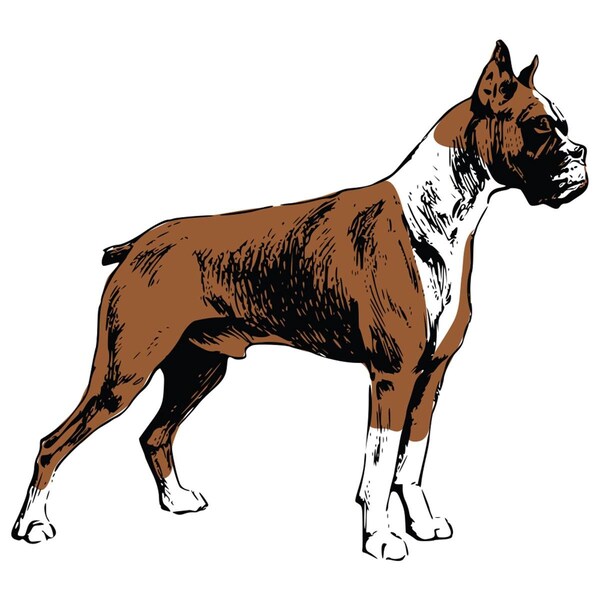 Amistad 7 x 20 in. Super Cute Dog Decal - Boxer - AM2021703