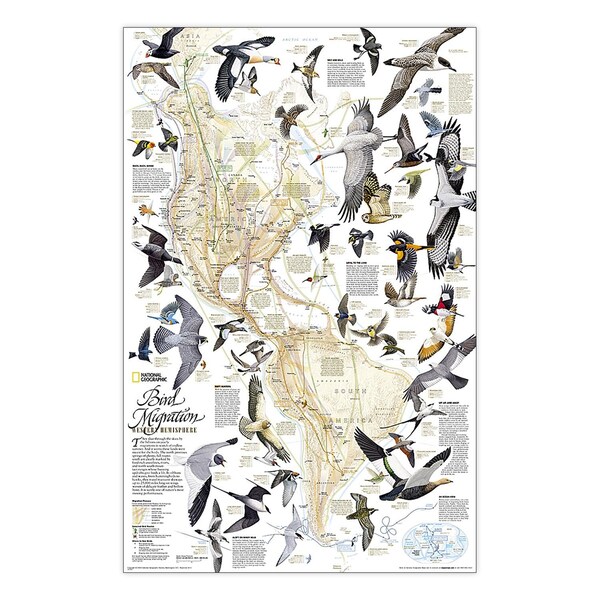 National Geographic Bird Migration, Western Hemisphere Map, Laminated, 20.25'' x 31.25'' - RE01020306