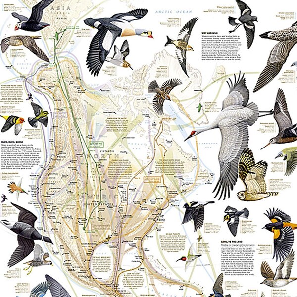 National Geographic Bird Migration, Western Hemisphere Map, Laminated, 20.25'' x 31.25'' - RE01020306