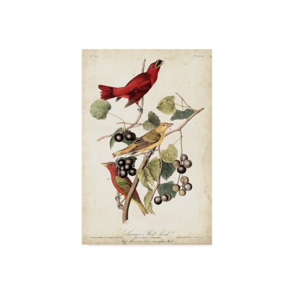 Trademark Fine Art John James Audubon 'Summer Red Bird' Canvas Art, 12x19 - WAG04224-C1219GG