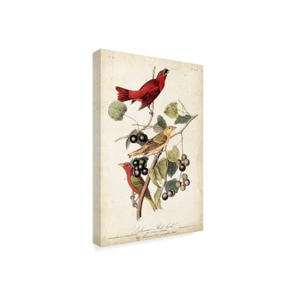 Trademark Fine Art John James Audubon 'Summer Red Bird' Canvas Art, 12x19 - WAG04224-C1219GG
