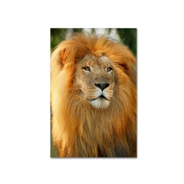 Trademark Fine Art Mike Jones Photo 'Lion' Canvas Art, 22x32 - ALI17910-C2232GG