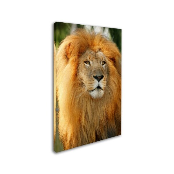 Trademark Fine Art Mike Jones Photo 'Lion' Canvas Art, 22x32 - ALI17910-C2232GG