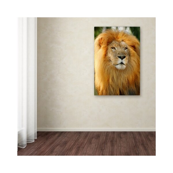 Trademark Fine Art Mike Jones Photo 'Lion' Canvas Art, 22x32 - ALI17910-C2232GG