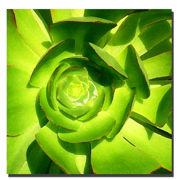 Trademark Fine Art Succulent Square Close up by Amy Vangsgard- Ready to Hang!, 35x35 - AV007-C3535GG